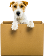 young-dog-inside-a-cardboard-box-isolated-500px